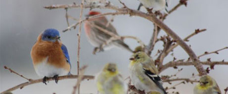 Ohio Bluebird Society