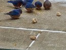 Darlenes-Patio-bluebirds