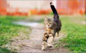 About Bluebirds - Ohio Bluebird Society