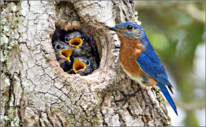 About Bluebirds - Ohio Bluebird Society