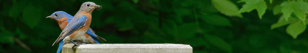 Nest Box information - Ohio Bluebird Society